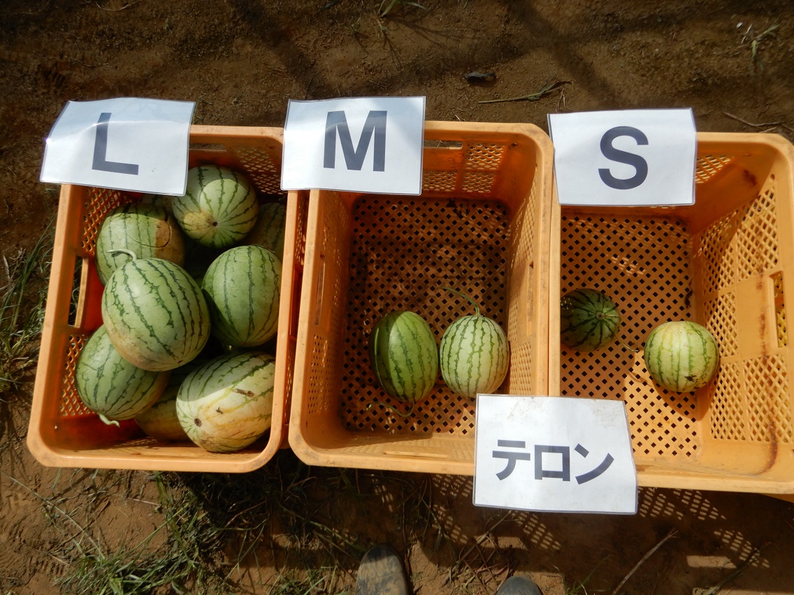 Small Watermelons Telone